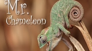 Mister Chameleon, One in a Million by Animal Songs 9,018 views 10 years ago 1 minute, 44 seconds