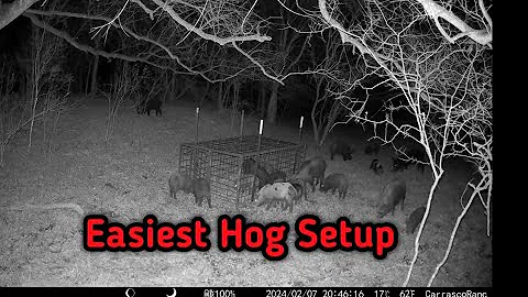 Easy Hog Trap Setup (Full Walkthrough) #hogtrapping