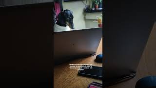 Editing vet records #dogsofyoutube #dogshorts #pets #viralvideo #subscribe