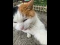 Left jab right hook this kittys a knockout cat catlover