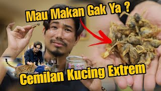 SNACK KUCING EXTREME 😱😱 KUCING PADA MAU MAKAN ATAU ENGAK YA...... by O Pet LOVE CAT 1,271 views 11 days ago 19 minutes