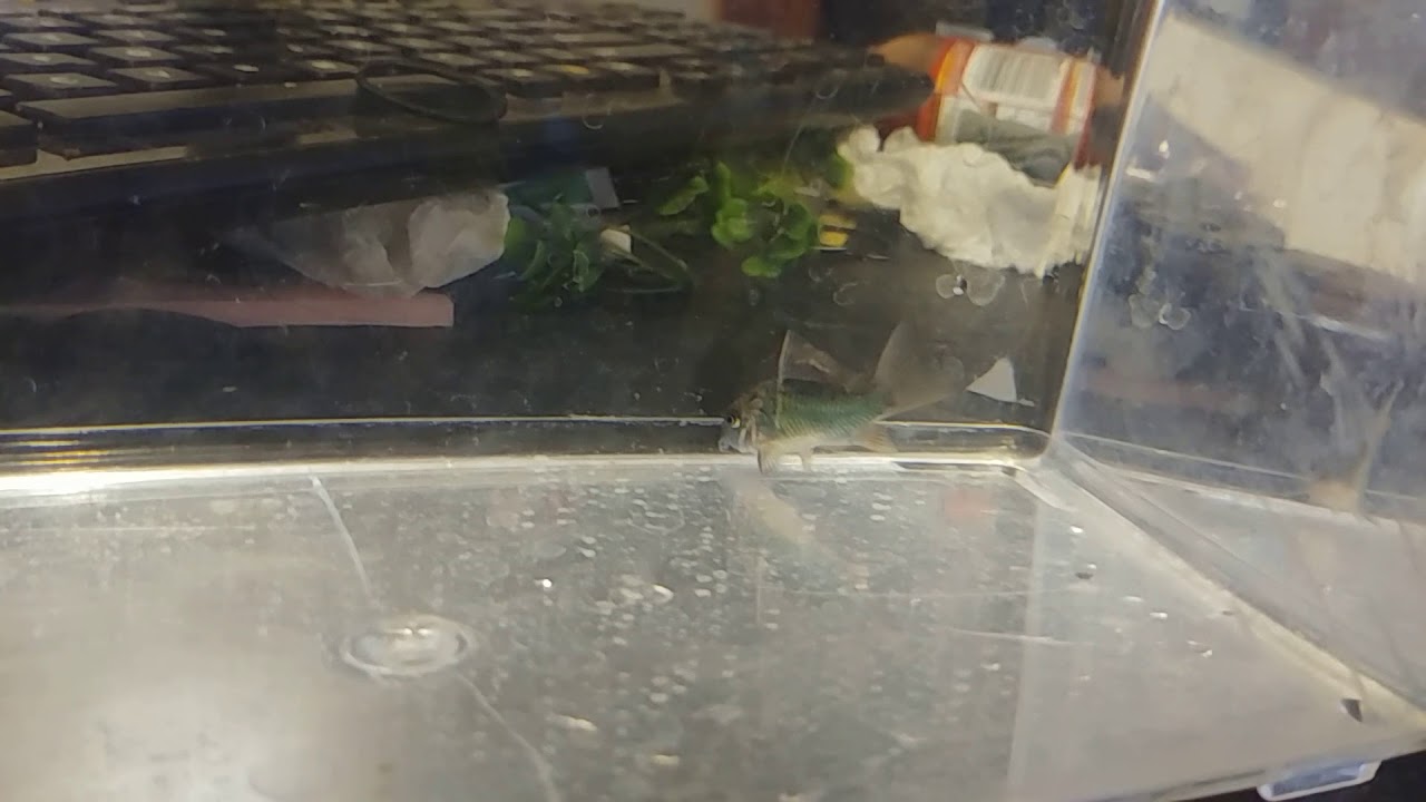 camera iphone 8 plus apk Troubled little emerarld green corydoras - part 2. June 22, 2019