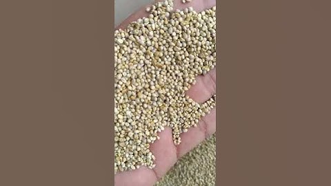 Animal Feed Green Millet #millet #agriculture #rice #food #export #oman #uae #exportimport #maize
