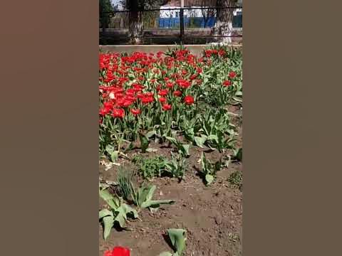 вотка унас в Украіне - YouTube
