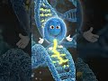 DNA Replication in Prokaryotes