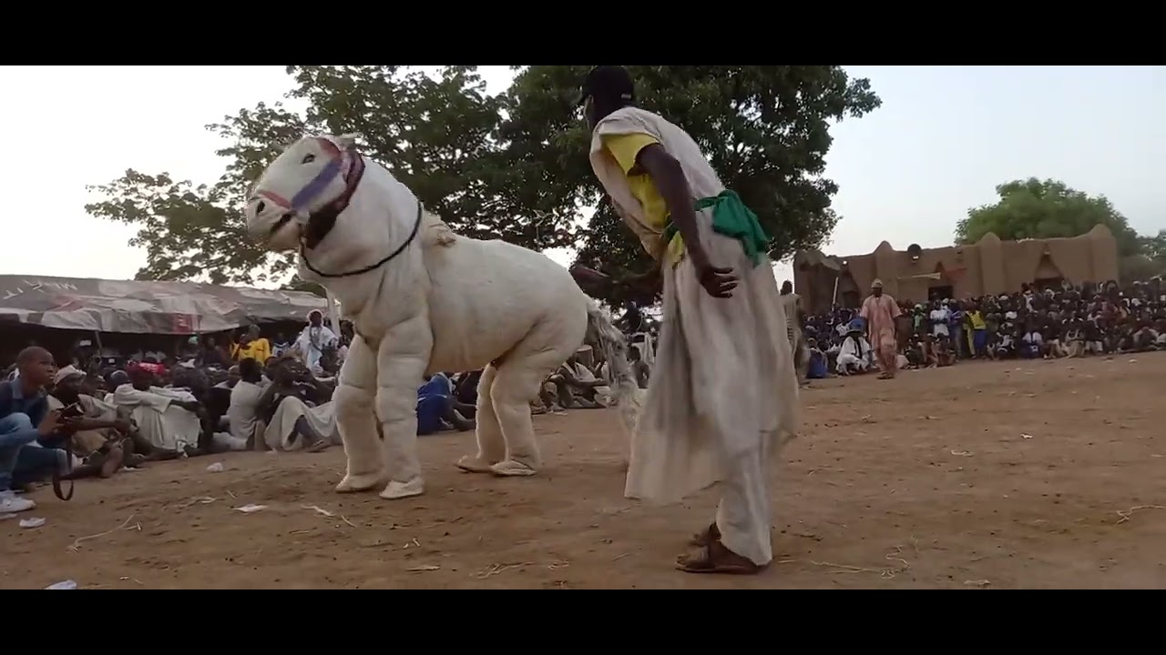 Festival traditionnel  Markala titre cheval