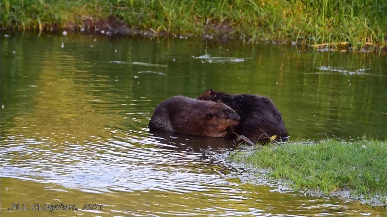 North American Beavers (Castor canadensis) in Washington State A