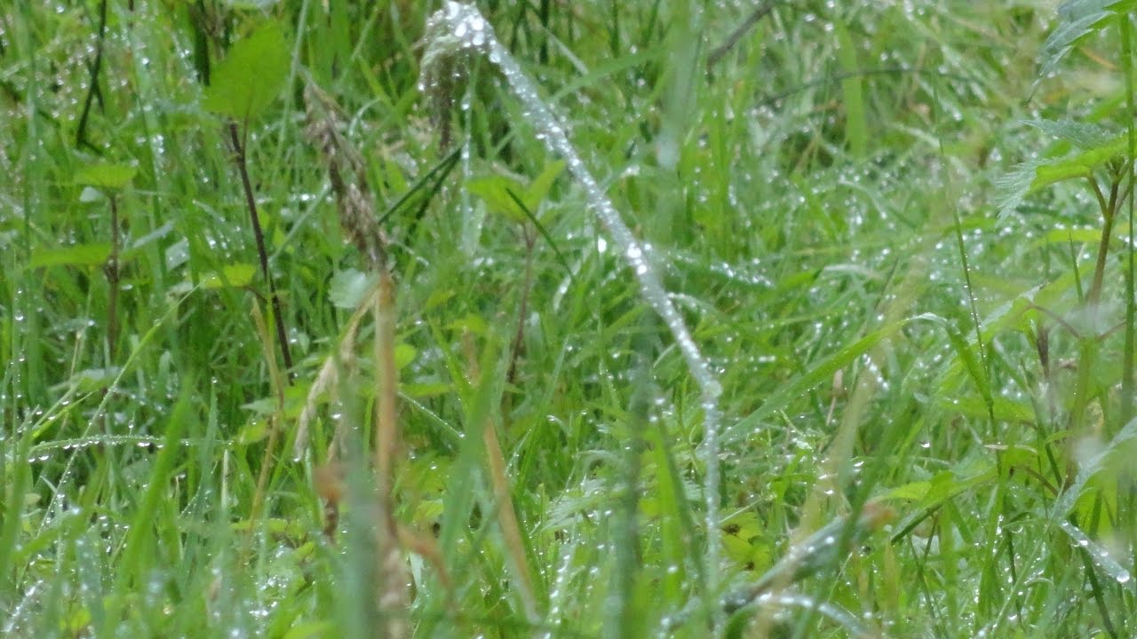 'k Stel mijn vertrouwen - YouTube
