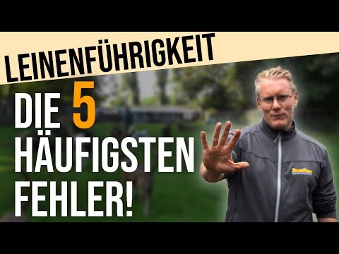 Video: 5 Tipps, um zu verhindern, dass Ihr Pit Bull an der Leine zieht