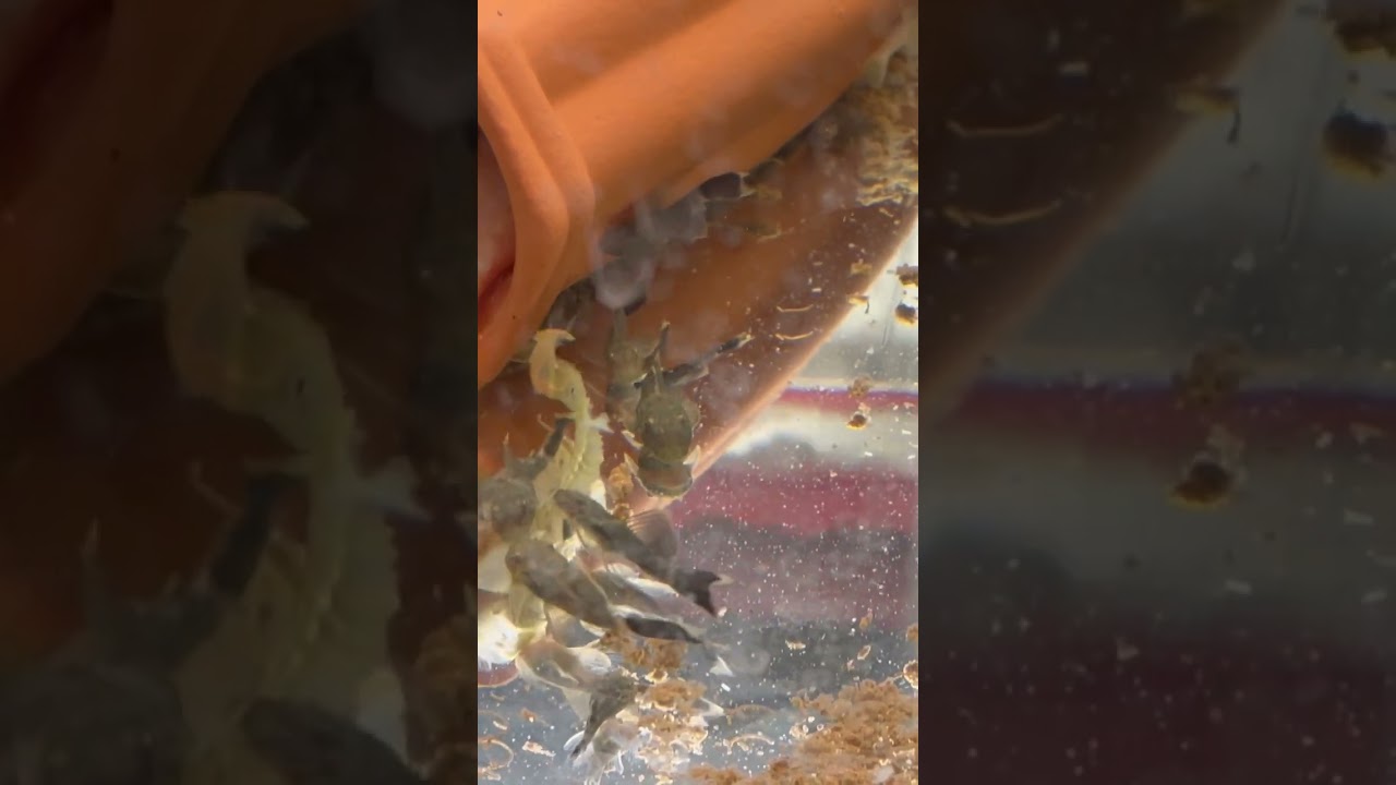 Green dragons plecos eating canned green beans pleco bristlenose 