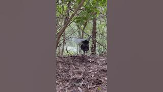 Burung paradise Surga Suara Nyaring dan Merdu