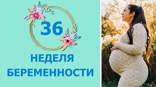 36 Неделя Беременности. Развитие плода и ощущения мамы