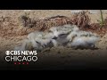 Contest underway to name newly hatch piping plovers