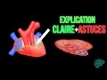  explication claire et astuces pour les valves cardiaques  dr astuce