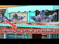 حل مشكله ركن الزغاليل علي البيوت عند كل غواي الحمام الزاجل 
