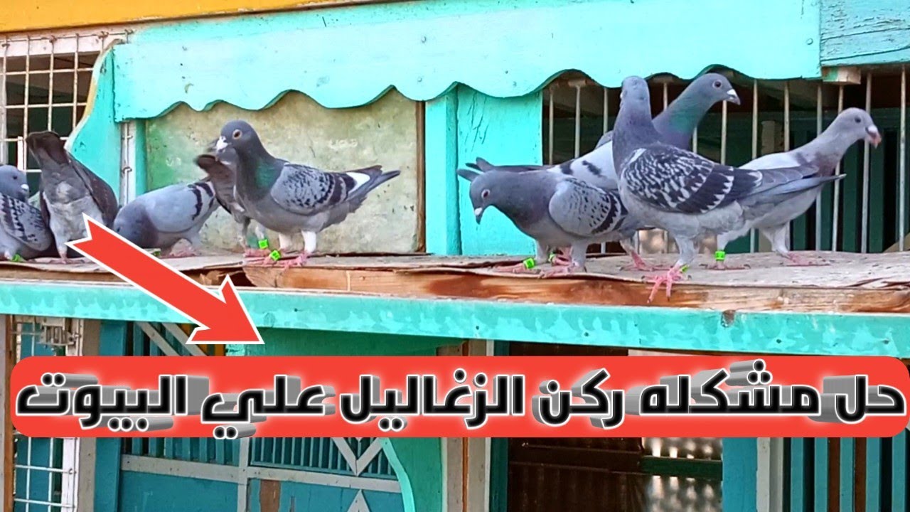 حل مشكله ركن الزغاليل علي البيوت عند كل غواي الحمام الزاجل