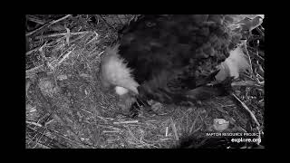 Decorah Bald Eagles view of egg#2 explore.org 4\/5\/2023