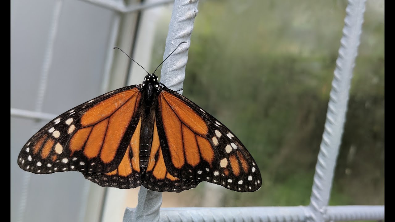 Butterflies Malahide Castle and Garden YouTube