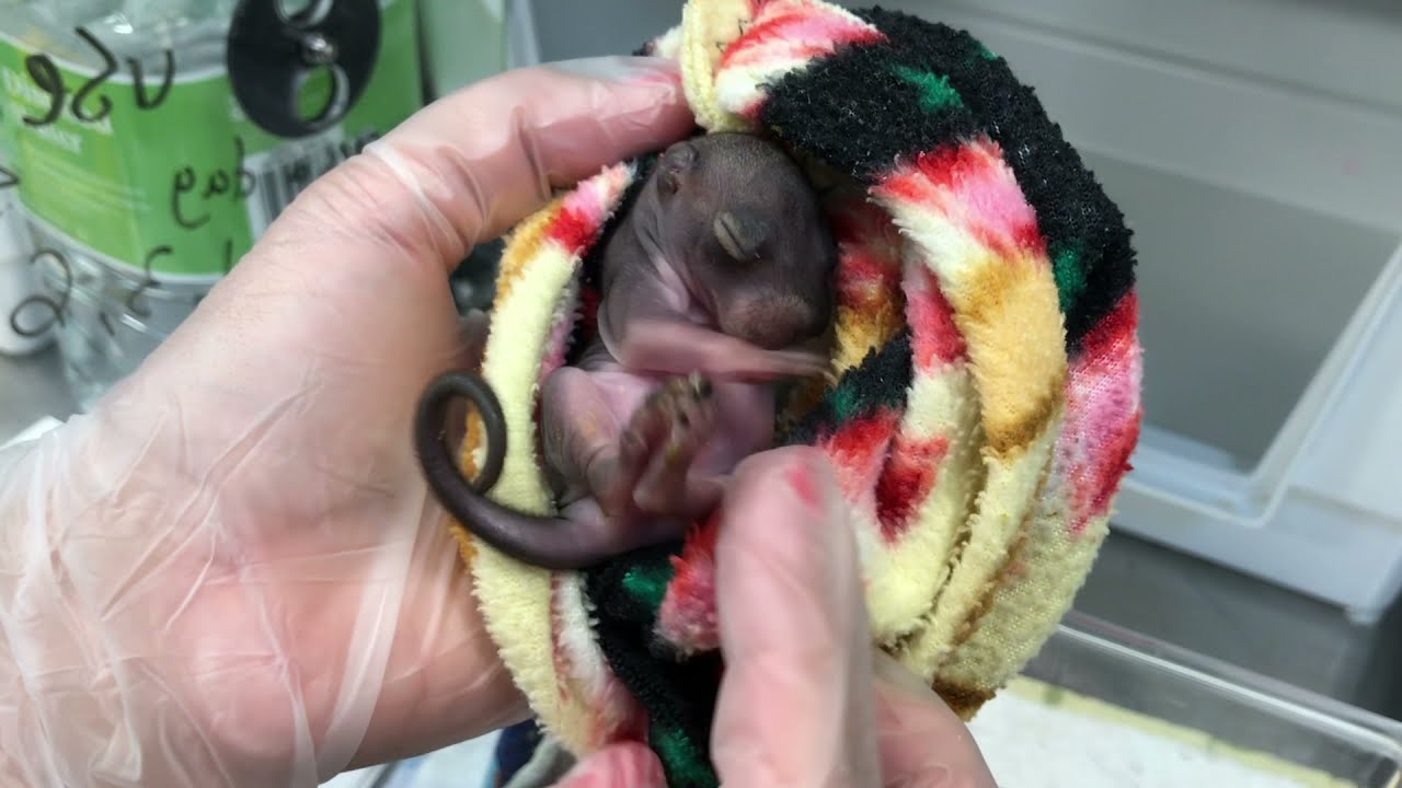 Breathe in, breathe out here is a baby squirrel to help ♥️ YouTube