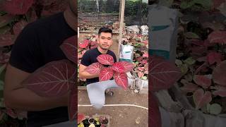 Dont Forget To Do This Nutritional Routine So That Your Taladium Is Glorious caladium plants 