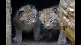 LuchsZwillinge geboren I Tiergarten Schönbrunn