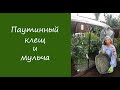 Паутинный клещ и мульча