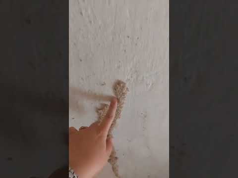 حشرة الارضة او النمل الابيض