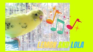 Parakeets CHIRPING to help LONELY Budgie//Parakeets OVER 2 hours