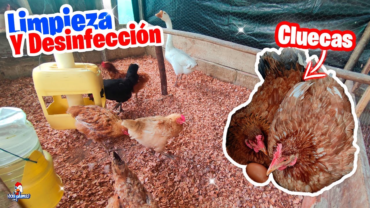 Cuanto cuestan las gallinas ponedora