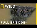 Predators of the swamp full episode  dead by dawn