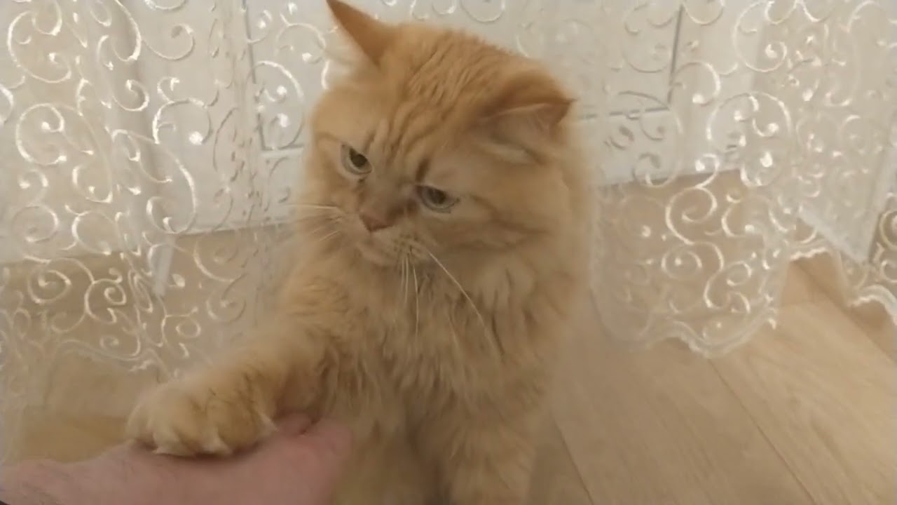 Рыжий котик бегемотик играет