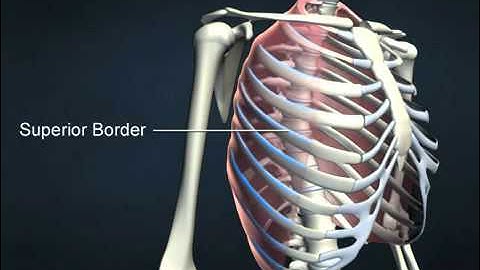 External intercostals - AnatomyOnlineCourse