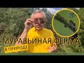 МУРАВЬИНАЯ ФЕРМА В РЕАЛЬНОЙ ЖИЗНИ