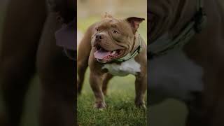 #Pitbull ka Samna Hema Pathak March Ho# #jaaye to kya hoga 🐕