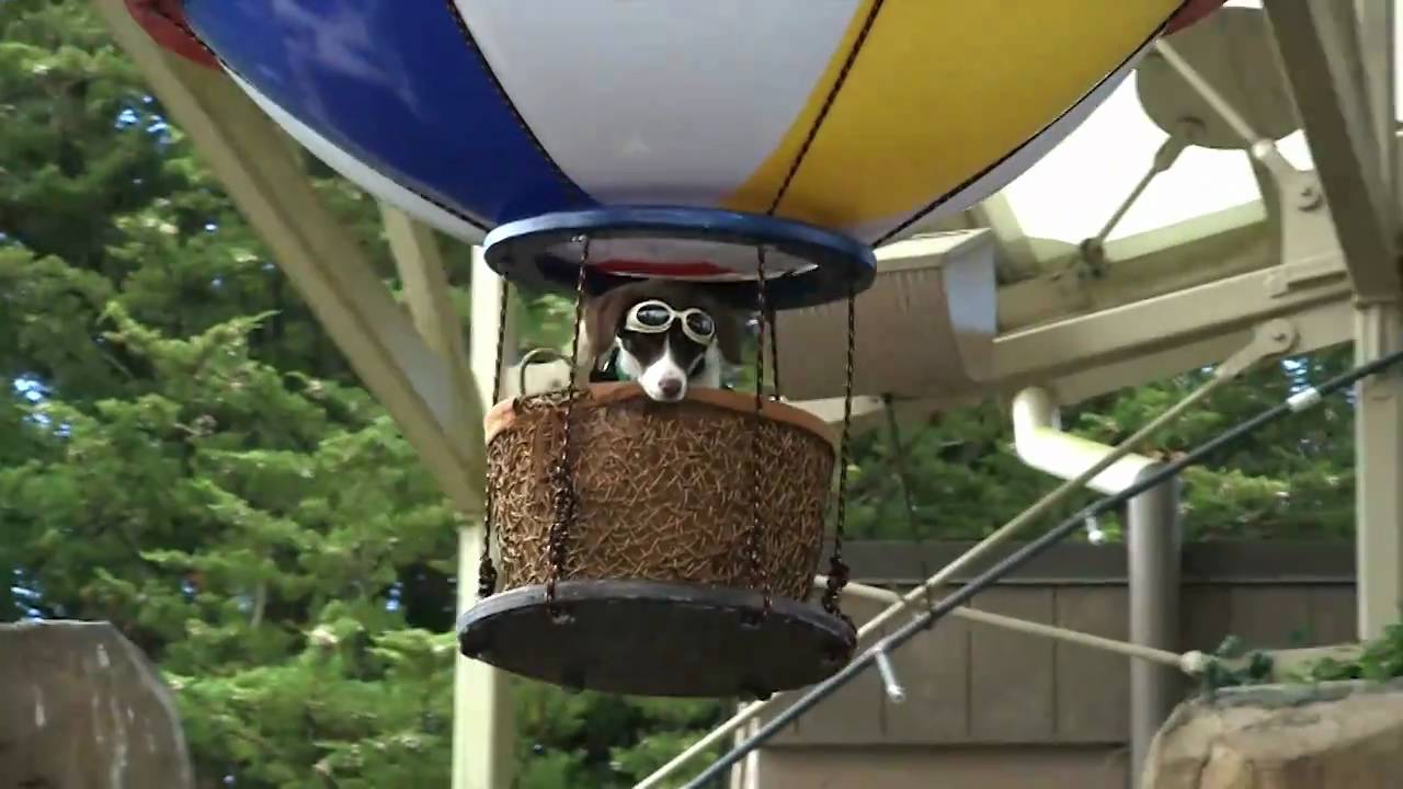 Dog in a Hot Air Balloon! YouTube