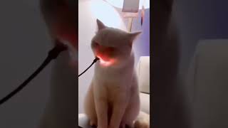 Кот пытается съесть лампочку.