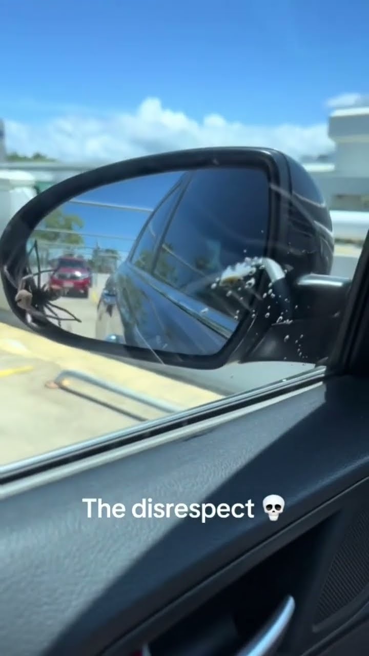 Spider like ima give you something to record