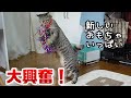 今まで見たことないくらい目の前にいっぱいおもちゃを出され大興奮な猫ガーちゃん 【リキちゃんねる 猫動画】 キジトラ 猫のいる暮らし