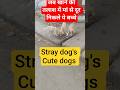 अब सिर्फ मां के दूध से इनकी भूख नहीं मिट रही#straydogs #doglife #doglovers