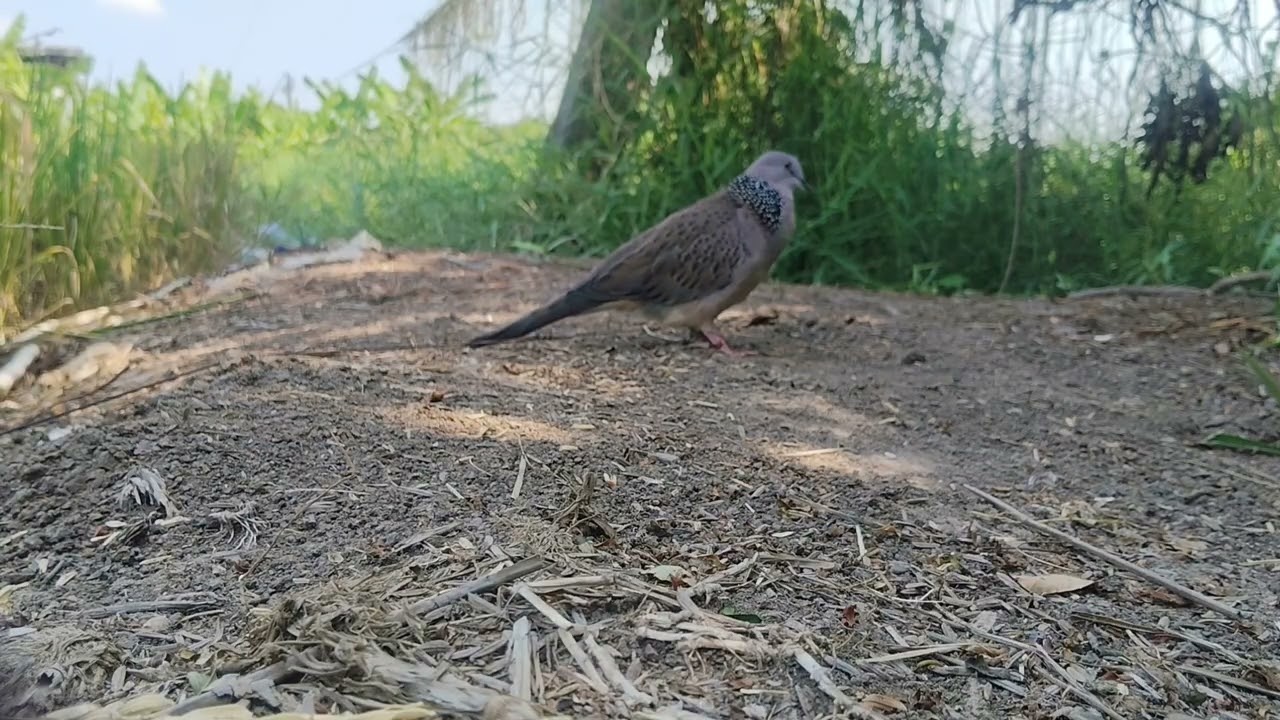 ลงรอบแรกหลุด.รอบ 2.ถูกตียับ.โกเลม.ฝากติดตามด้วยนะครับ