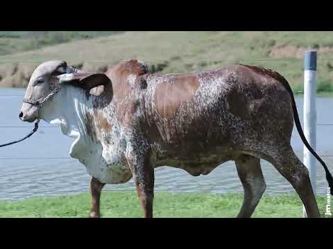 LOTE 32   CATIVANTE FIV ACN ACNG324