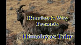 Himalayan Tahr | Mamual in Garhwal Himalaya