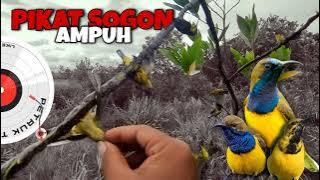 Pikat Sogon Paling Ampuh ‼️ Bikin Panen Banyak