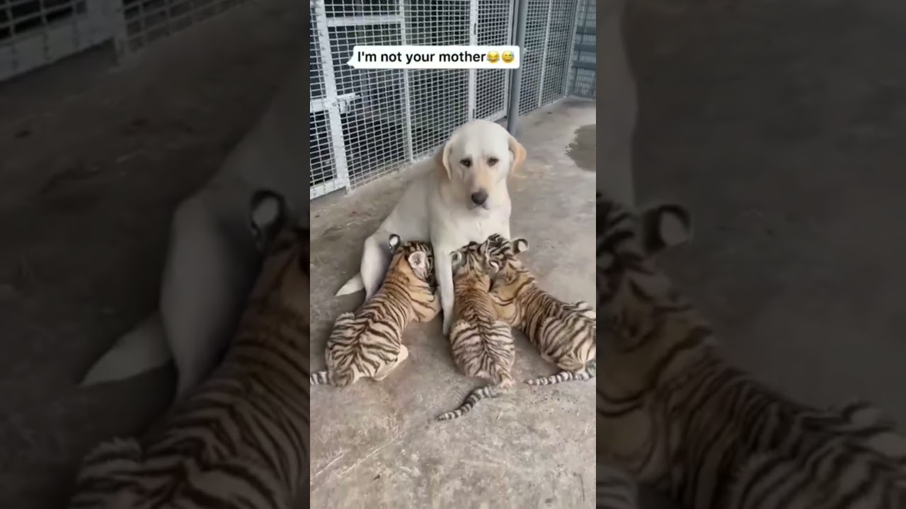 BEAUTIFUL MOTHER LOVE…DOGS CARING FOR…TIGERS BABY..