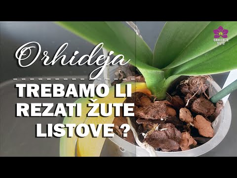 Video: Trebam li odrezati požutjelo lišće orhideje?