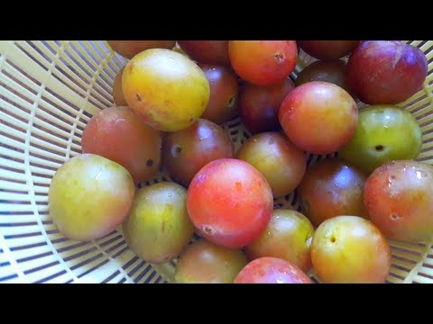 ქლიავის მურაბა Варенье из слив без косточек / Сливовое варенье пятиминутка