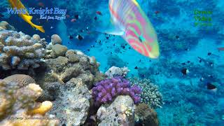 Among the coral reefs of the Red Sea. Relaxing Oceanscapes.  Part 6 / Кораллы Красного моря.