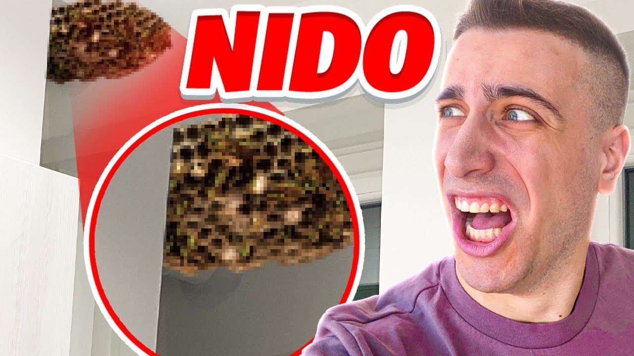 Abbiamo trovato un NIDO di CALABRONI GIGANTI in Cucina... - YouTube