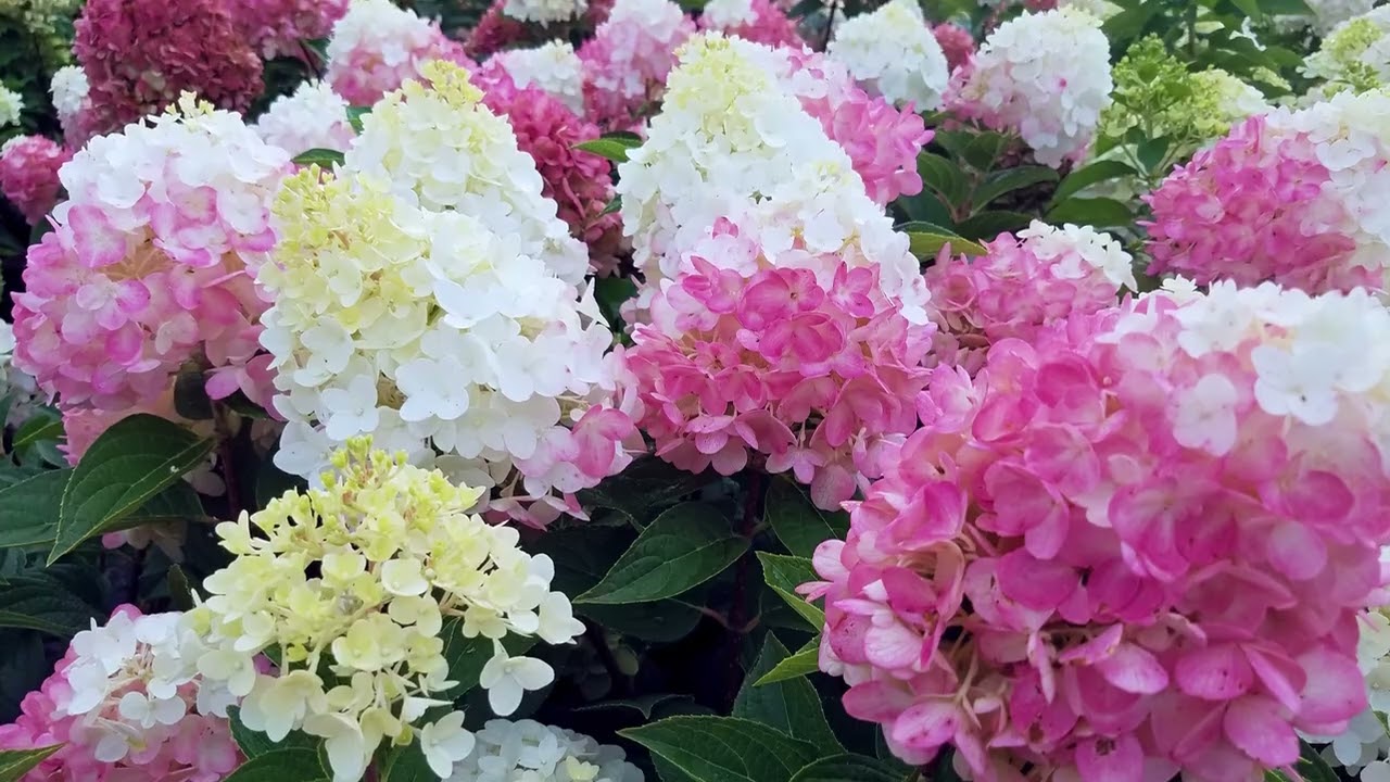 Hydrangea WorryFree® Ruby Snow - David's Favorite Panicle Hydrangea (potted version)