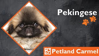 Tail Wagging Wonders: Pekingese Breed